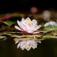 lotus